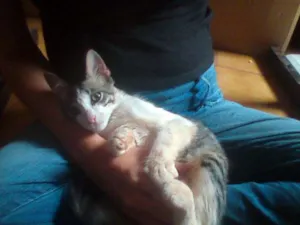 Gato raça SRD idade 2 a 6 meses nome [sem nome]