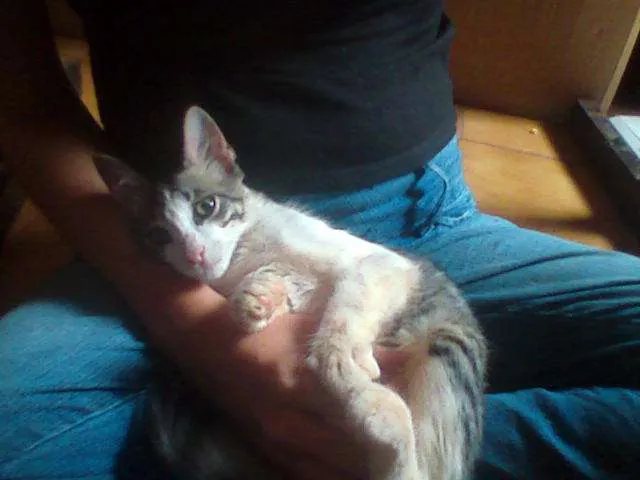 Gato ra a SRD idade 2 a 6 meses nome [sem nome]