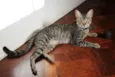 Freddie (nome provi