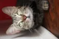 Freddie (nome provi