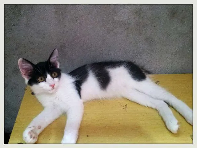 Gato ra a SRD idade 2 a 6 meses nome Mia