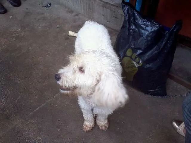 Cachorro ra a Poodle idade Abaixo de 2 meses nome desconhecido