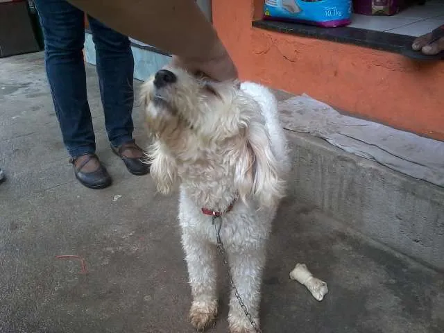 Cachorro ra a Poodle idade Abaixo de 2 meses nome desconhecido