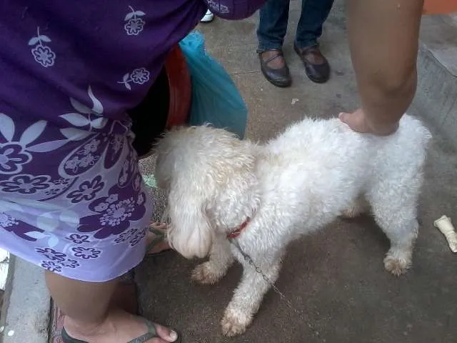 Cachorro ra a Poodle idade Abaixo de 2 meses nome desconhecido