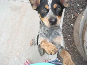 Cachorro raça Blue Heeler idade 7 a 11 meses nome Procuro dono!