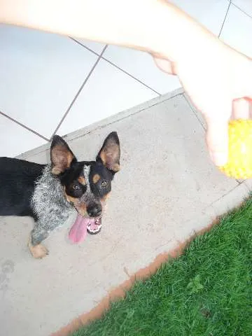 Cachorro ra a Blue Heeler idade 7 a 11 meses nome Procuro dono!