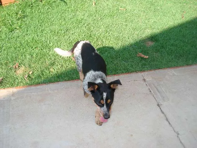 Cachorro ra a Blue Heeler idade 7 a 11 meses nome Procuro dono!