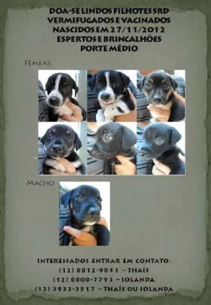 Cachorro raça SRD idade 2 a 6 meses nome sem nome