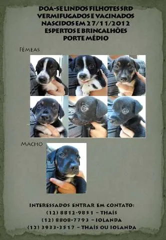 Cachorro ra a SRD idade 2 a 6 meses nome sem nome