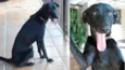 Neguinho ou Gui
