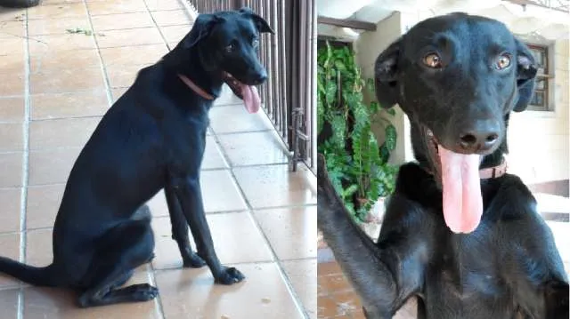 Cachorro ra a SRD idade 1 ano nome Neguinho ou Gui