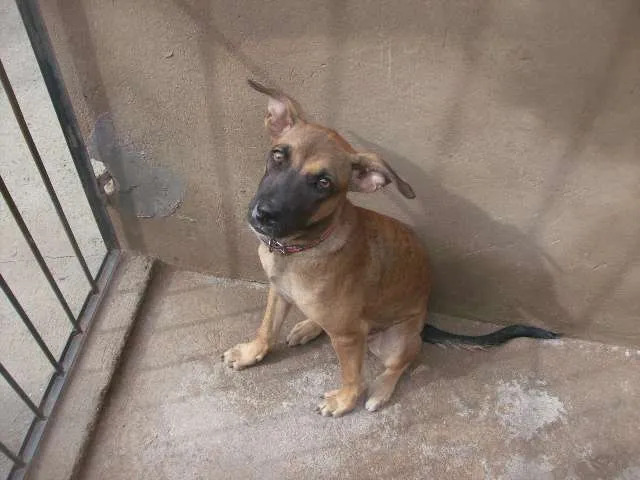 Cachorro ra a Vira lata idade 7 a 11 meses nome princesa