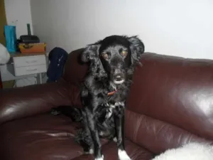 Cachorro raça mestiço (vira lata) idade 4 anos nome neguinha