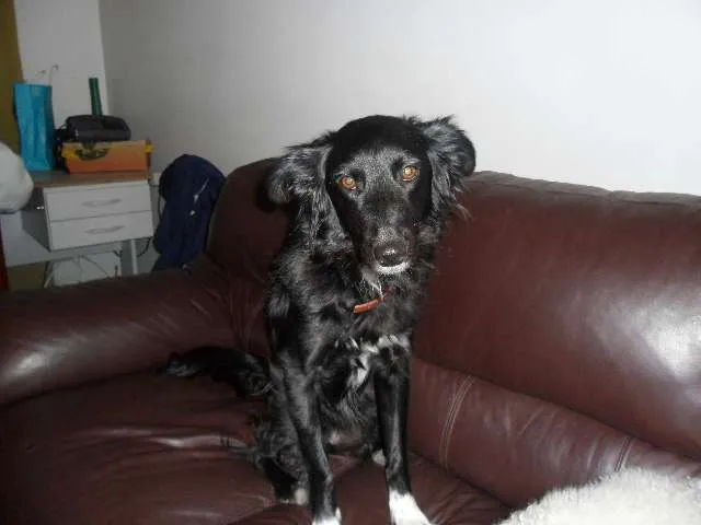 Cachorro ra a mestiço (vira lata) idade 4 anos nome neguinha