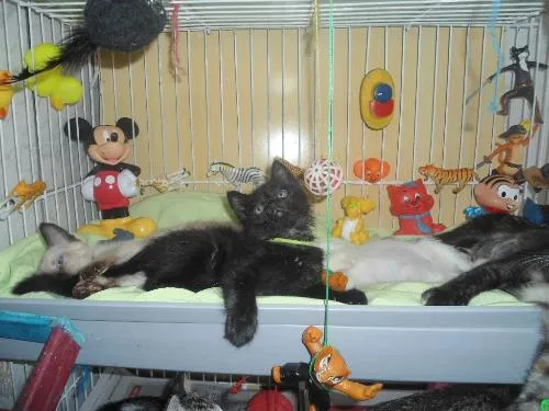 Gato ra a SRD idade 1 ano nome Sem Niome
