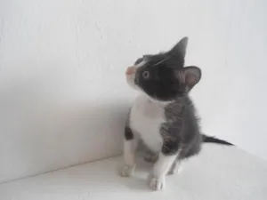 Gato raça SRD idade 1 ano nome FRAJOLINHA