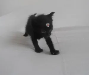 Gato raça SRD idade 1 ano nome Sem nome