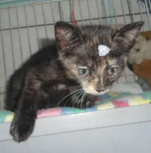 Gato raça SRD idade 1 ano nome SEM NOME