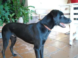 Cachorro raça SRD idade 1 ano nome Neguinho ou Gui
