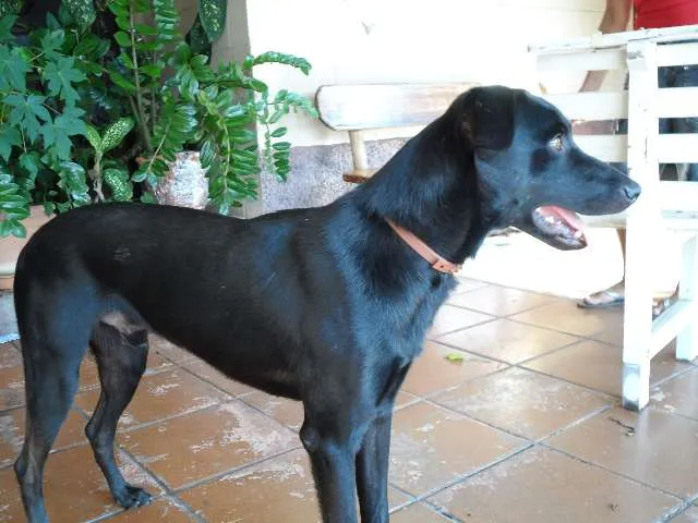 Cachorro ra a SRD idade 1 ano nome Neguinho ou Gui