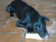 Neguinho ou Gui