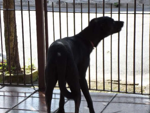 Cachorro ra a SRD idade 1 ano nome Neguinho ou Gui