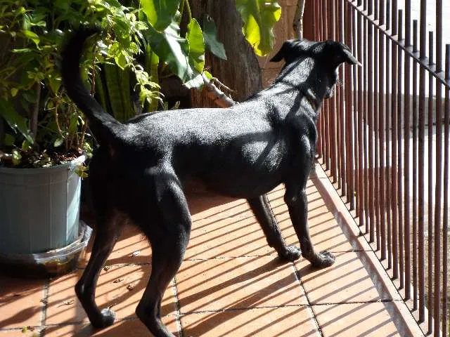Cachorro ra a SRD idade 1 ano nome Neguinho ou Gui
