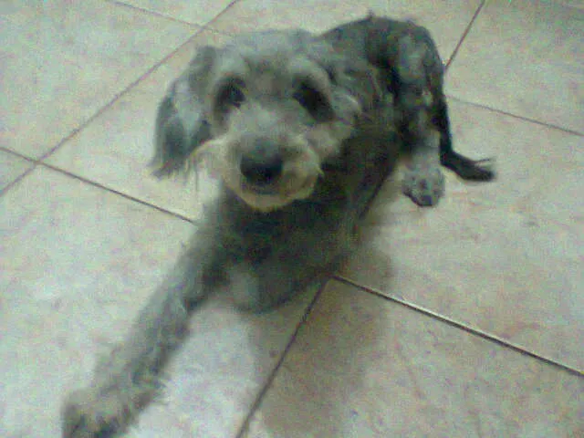 Cachorro ra a Sem raça definida (parece poodle) idade 6 ou mais anos nome Sarita GRATIFICA