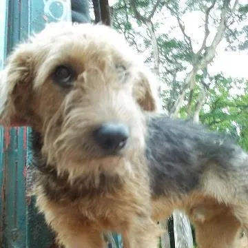 Cachorro ra a srd idade 7 a 11 meses nome Clebinho