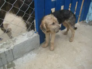 Cachorro raça srd idade 7 a 11 meses nome Clebinho