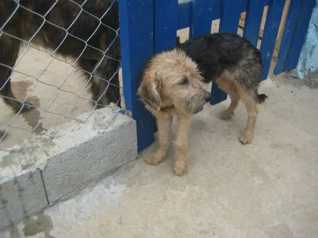 Cachorro ra a srd idade 7 a 11 meses nome Clebinho