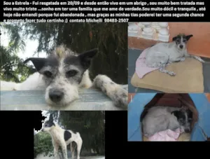 Cachorro raça SRD idade 1 ano nome Estrela