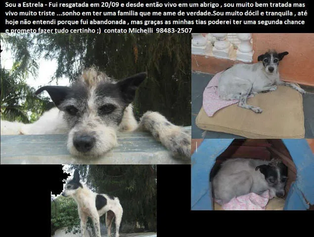 Cachorro ra a SRD idade 1 ano nome Estrela