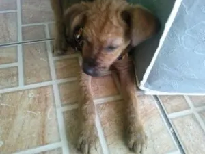 Cachorro raça SRD idade 2 a 6 meses nome Juninho