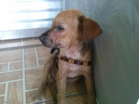 Cachorro ra a SRD idade 2 a 6 meses nome Juninho