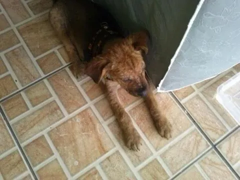 Cachorro ra a SRD idade 2 a 6 meses nome Juninho