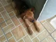 Juninho