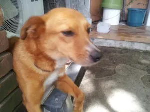 Cachorro raça SEM DEFINIR idade 1 ano nome SEM NOME