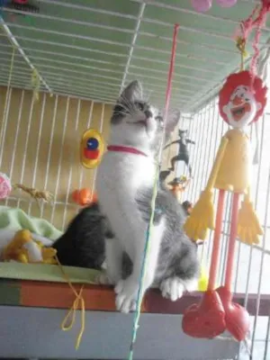 Gato raça SRD idade 1 ano nome Sem nome
