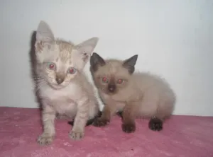 Gato raça SRD idade 1 ano nome SEM NOME