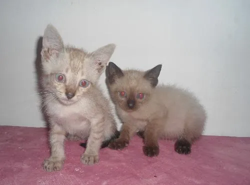 Gato ra a SRD idade 1 ano nome SEM NOME