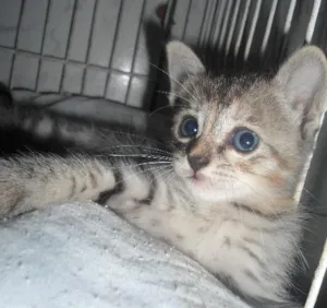 Gato raça SRD idade  nome Não tem noime