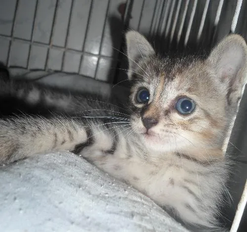 Gato raça SRD idade  nome Não tem noime