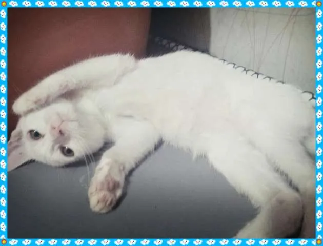 Gato ra a SRD idade 2 a 6 meses nome Mingau
