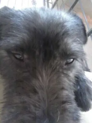 Cachorro raça SRD idade 2 anos nome Max