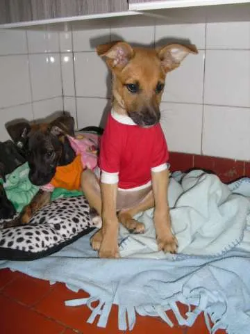 Cachorro ra a SRD idade 2 a 6 meses nome Sara