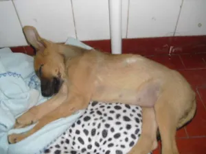 Cachorro raça SRD idade 2 a 6 meses nome Sara