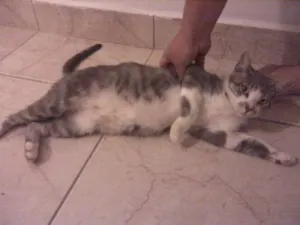 Gato raça SRD idade 2 anos nome Doroty