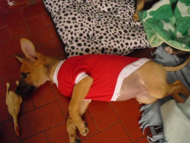 Cachorro ra a SRD idade 2 a 6 meses nome Sara
