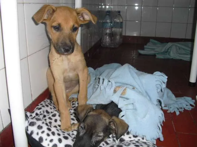 Cachorro ra a SRD idade 2 a 6 meses nome Sara